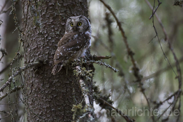 R14085 Raufußkauz, Finnland, Tengmalm's owl, Finland