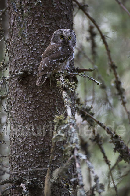R14088 Raufußkauz, Finnland, Tengmalm's owl, Finland