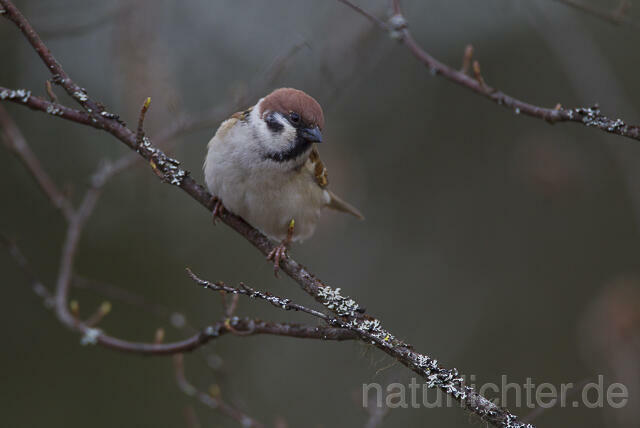 R14103 Feldsperling, Tree Sparrow - C.Robiller/naturlichter.de