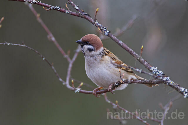 R14104 Feldsperling, Tree Sparrow - C.Robiller/naturlichter.de