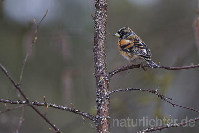 R14116 Bergfink, Männchen, Finnland, Brambling male, Finland - C.Robiller/naturlichter.de