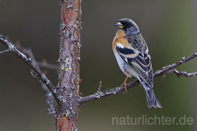 R14097 Bergfink, Männchen, Finnland, Brambling male, Finland - C.Robiller/naturlichter.de