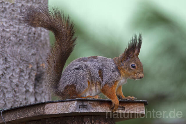 R14105 Eichhörnchen, Red Squirrel - C.Robiller/naturlichter.de