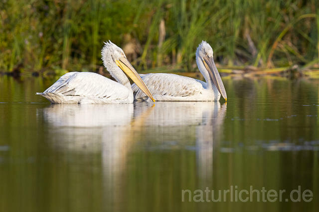 R14133 Krauskopfpelikan, Donaudelta, Dalmatian pelican, Danube Delta - Christoph Robiller