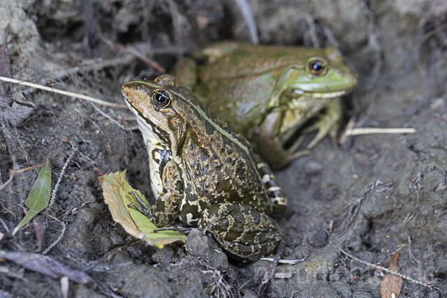 R14141 Seefrosch, Donaudelta, Marsh Frog, Danube Delta - Christoph Robiller