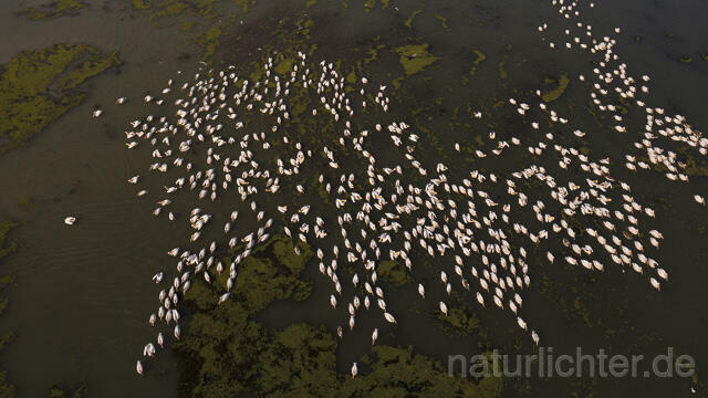 R14152 Rosapelikane beim Fischen, Donaudelta, Luftaufnahme, Great White Pelican fishing, Danube Delta, Aerial photo - Christoph Robiller