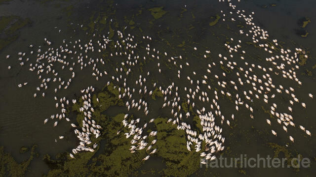 R14153 Rosapelikane beim Fischen, Donaudelta, Luftaufnahme, Great White Pelican fishing, Danube Delta, Aerial photo - Christoph Robiller