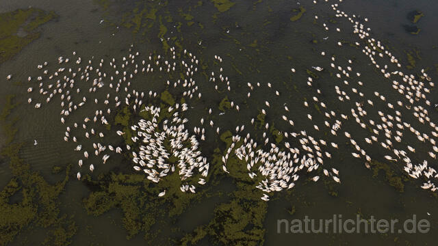 R14154 Rosapelikane beim Fischen, Donaudelta, Luftaufnahme, Great White Pelican fishing, Danube Delta, Aerial photo - Christoph Robiller