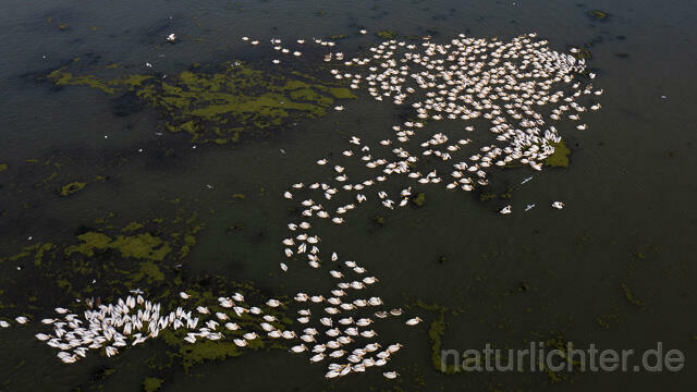 R14155 Rosapelikane beim Fischen, Donaudelta, Luftaufnahme, Great White Pelican fishing, Danube Delta, Aerial photo - Christoph Robiller