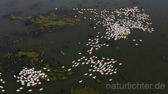 R14156 Rosapelikane beim Fischen, Donaudelta, Luftaufnahme, Great White Pelican fishing, Danube Delta, Aerial photo - Christoph Robiller