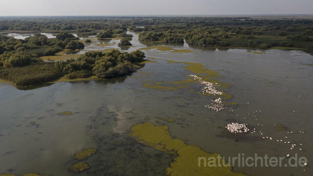 R14157 Rosapelikane beim Fischen, Donaudelta, Luftaufnahme, Great White Pelican fishing, Danube Delta, Aerial photo - Christoph Robiller