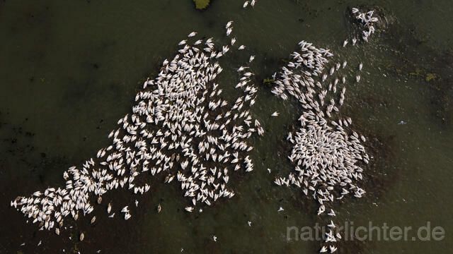 R14159 Rosapelikane beim Fischen, Donaudelta, Luftaufnahme, Great White Pelican fishing, Danube Delta, Aerial photo - Christoph Robiller