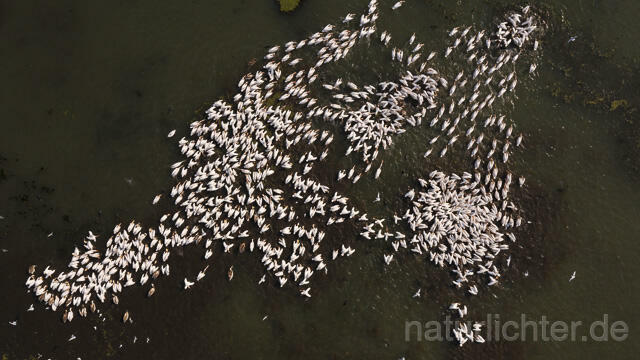 R14160 Rosapelikane beim Fischen, Donaudelta, Luftaufnahme, Great White Pelican fishing, Danube Delta, Aerial photo - Christoph Robiller