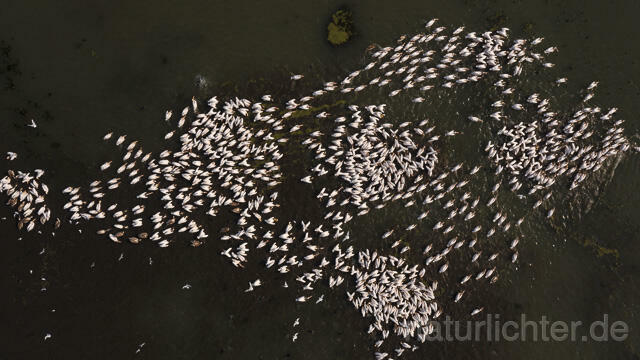 R14161 Rosapelikane beim Fischen, Donaudelta, Luftaufnahme, Great White Pelican fishing, Danube Delta, Aerial photo - Christoph Robiller
