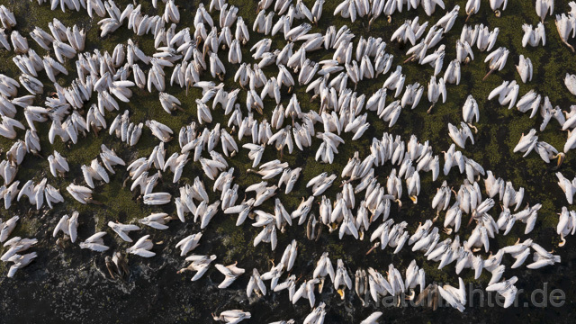 R14163 Rosapelikane beim Fischen, Donaudelta, Luftaufnahme, Great White Pelican fishing, Danube Delta, Aerial photo - Christoph Robiller