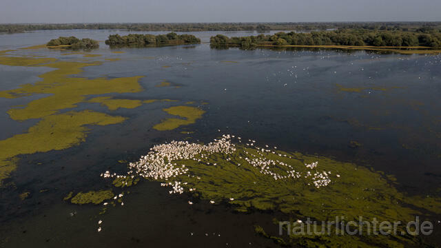 R14165 Rosapelikane beim Fischen, Donaudelta, Luftaufnahme, Great White Pelican fishing, Danube Delta, Aerial photo - Christoph Robiller