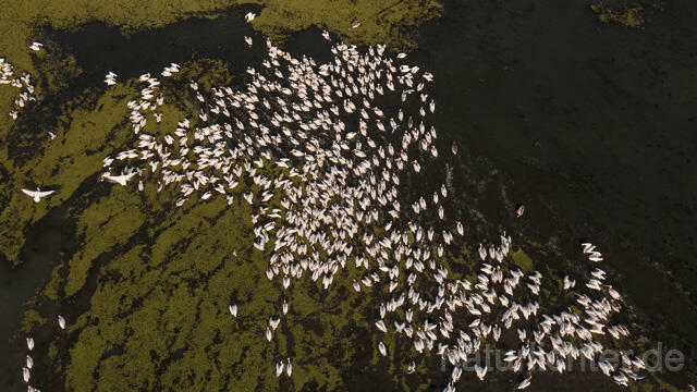 R14168 Rosapelikane beim Fischen, Donaudelta, Luftaufnahme, Great White Pelican fishing, Danube Delta, Aerial photo - Christoph Robiller
