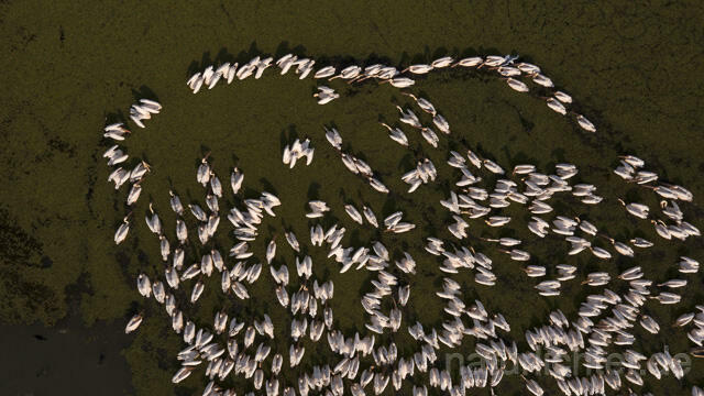 R14170 Rosapelikane beim Fischen, Donaudelta, Luftaufnahme, Great White Pelican fishing, Danube Delta, Aerial photo - Christoph Robiller
