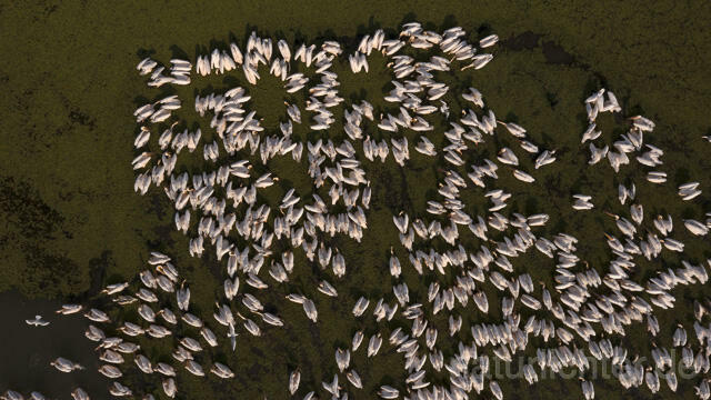 R14171 Rosapelikane beim Fischen, Donaudelta, Luftaufnahme, Great White Pelican fishing, Danube Delta, Aerial photo - Christoph Robiller