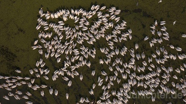 R14172 Rosapelikane beim Fischen, Donaudelta, Luftaufnahme, Great White Pelican fishing, Danube Delta, Aerial photo - Christoph Robiller