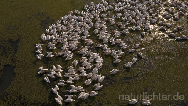 R14174 Rosapelikane beim Fischen, Donaudelta, Luftaufnahme, Great White Pelican fishing, Danube Delta, Aerial photo - Christoph Robiller