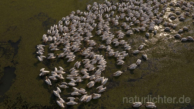 R14174 Rosapelikane beim Fischen, Donaudelta, Luftaufnahme, Great White Pelican fishing, Danube Delta, Aerial photo - Christoph Robiller