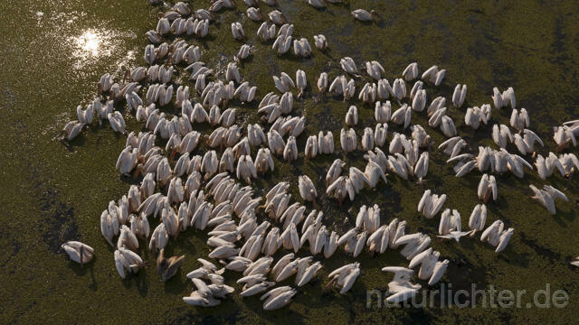 R14175 Rosapelikane beim Fischen, Donaudelta, Luftaufnahme, Great White Pelican fishing, Danube Delta, Aerial photo - Christoph Robiller