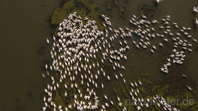 R14145 Rosapelikane beim Fischen, Donaudelta, Luftaufnahme, Great White Pelican fishing, Danube Delta, Aerial photo - Christoph Robiller