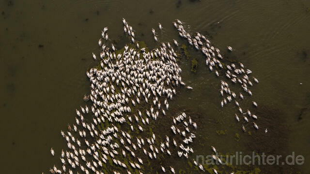 R14146 Rosapelikane beim Fischen, Donaudelta, Luftaufnahme, Great White Pelican fishing, Danube Delta, Aerial photo - Christoph Robiller