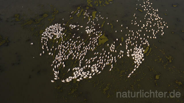 R14148 Rosapelikane beim Fischen, Donaudelta, Luftaufnahme, Great White Pelican fishing, Danube Delta, Aerial photo - Christoph Robiller