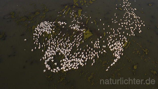 R14149 Rosapelikane beim Fischen, Donaudelta, Luftaufnahme, Great White Pelican fishing, Danube Delta, Aerial photo - Christoph Robiller