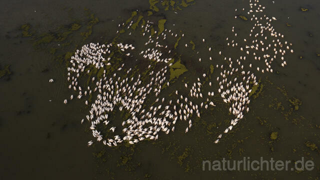 R14149 Rosapelikane beim Fischen, Donaudelta, Luftaufnahme, Great White Pelican fishing, Danube Delta, Aerial photo - Christoph Robiller