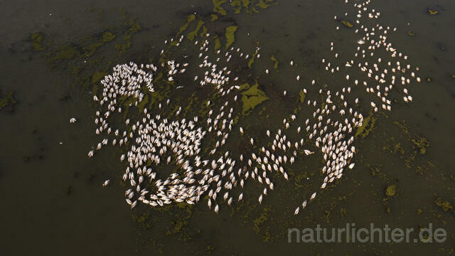 R14150 Rosapelikane beim Fischen, Donaudelta, Luftaufnahme, Great White Pelican fishing, Danube Delta, Aerial photo - Christoph Robiller