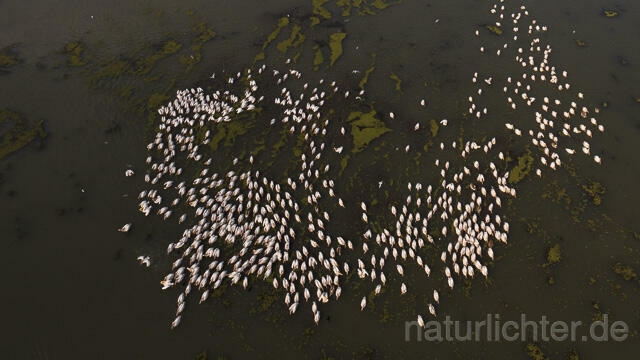 R14151 Rosapelikane beim Fischen, Donaudelta, Luftaufnahme, Great White Pelican fishing, Danube Delta, Aerial photo - Christoph Robiller