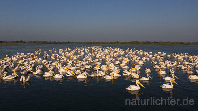 R14195 Rosapelikane beim Fischen, Donaudelta, Luftaufnahme, Great White Pelican fishing, Danube Delta, Aerial photo - Christoph Robiller