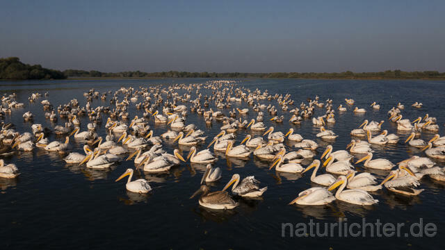 R14198 Rosapelikane beim Fischen, Donaudelta, Luftaufnahme, Great White Pelican fishing, Danube Delta, Aerial photo - Christoph Robiller