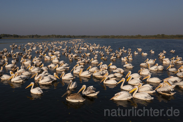 R14199 Rosapelikane beim Fischen, Donaudelta, Luftaufnahme, Great White Pelican fishing, Danube Delta, Aerial photo - Christoph Robiller