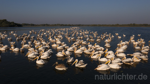 R14200 Rosapelikane beim Fischen, Donaudelta, Luftaufnahme, Great White Pelican fishing, Danube Delta, Aerial photo - Christoph Robiller