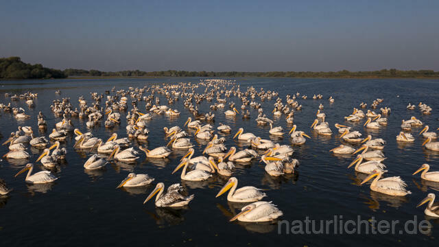 R14201 Rosapelikane beim Fischen, Donaudelta, Luftaufnahme, Great White Pelican fishing, Danube Delta, Aerial photo - Christoph Robiller