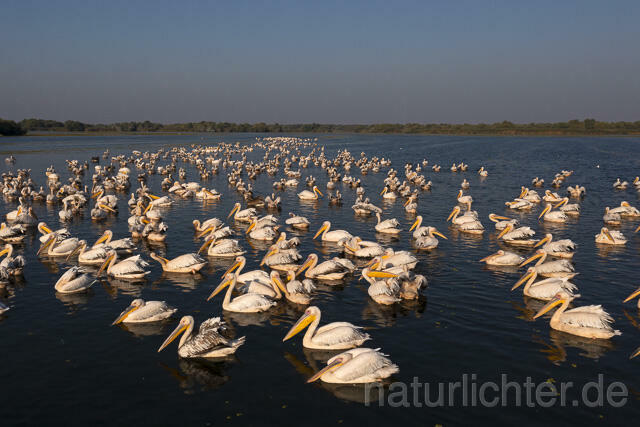R14202 Rosapelikane beim Fischen, Donaudelta, Luftaufnahme, Great White Pelican fishing, Danube Delta, Aerial photo - Christoph Robiller