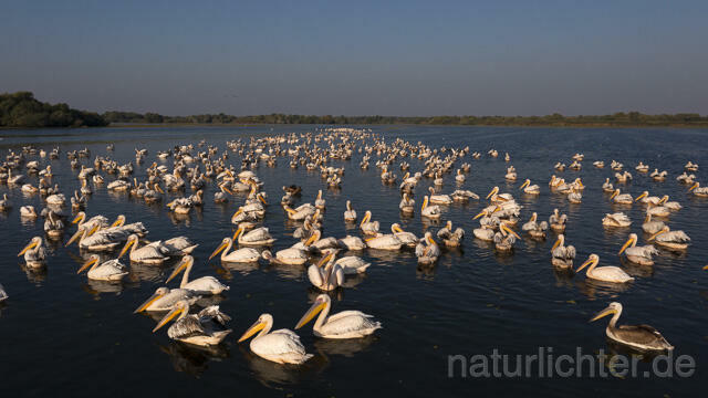 R14203 Rosapelikane beim Fischen, Donaudelta, Luftaufnahme, Great White Pelican fishing, Danube Delta, Aerial photo - Christoph Robiller