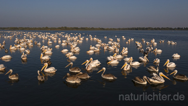 R14205 Rosapelikane beim Fischen, Donaudelta, Luftaufnahme, Great White Pelican fishing, Danube Delta, Aerial photo - Christoph Robiller