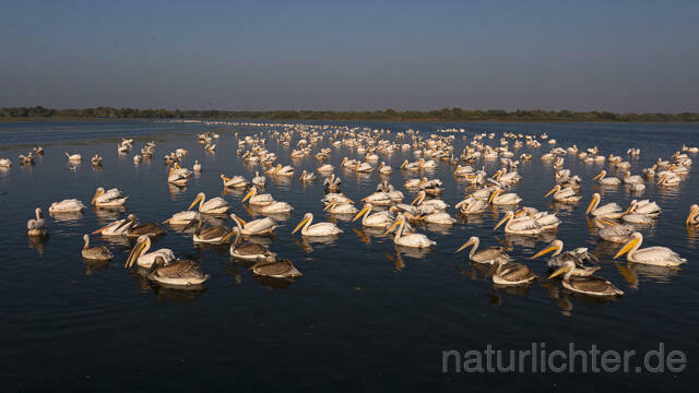 R14206 Rosapelikane beim Fischen, Donaudelta, Luftaufnahme, Great White Pelican fishing, Danube Delta, Aerial photo - Christoph Robiller