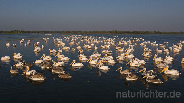 R14207 Rosapelikane beim Fischen, Donaudelta, Luftaufnahme, Great White Pelican fishing, Danube Delta, Aerial photo - Christoph Robiller