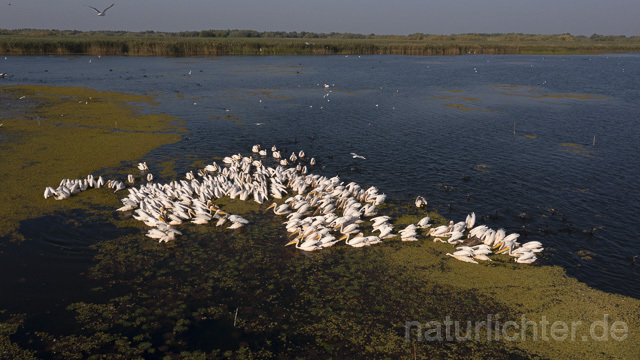 R14209 Rosapelikane beim Fischen, Donaudelta, Luftaufnahme, Great White Pelican fishing, Danube Delta, Aerial photo - Christoph Robiller