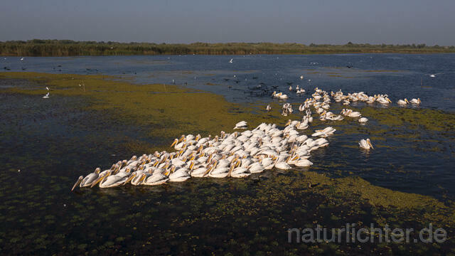 R14211 Rosapelikane beim Fischen, Donaudelta, Luftaufnahme, Great White Pelican fishing, Danube Delta, Aerial photo - Christoph Robiller