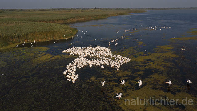 R14216 Rosapelikane beim Fischen, Donaudelta, Luftaufnahme, Great White Pelican fishing, Danube Delta, Aerial photo - Christoph Robiller