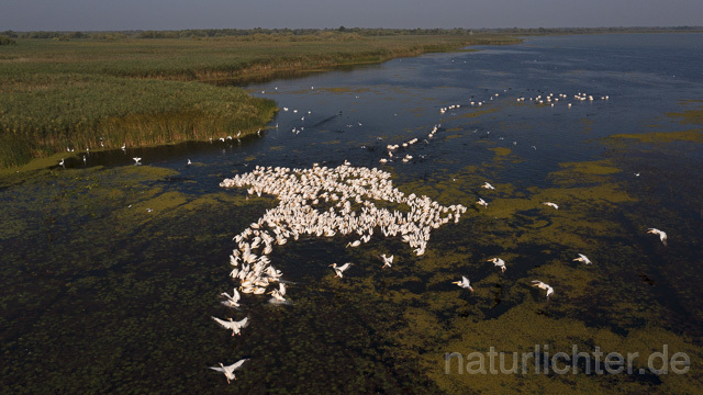 R14217 Rosapelikane beim Fischen, Donaudelta, Luftaufnahme, Great White Pelican fishing, Danube Delta, Aerial photo - Christoph Robiller