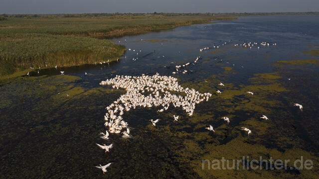R14217 Rosapelikane beim Fischen, Donaudelta, Luftaufnahme, Great White Pelican fishing, Danube Delta, Aerial photo - Christoph Robiller