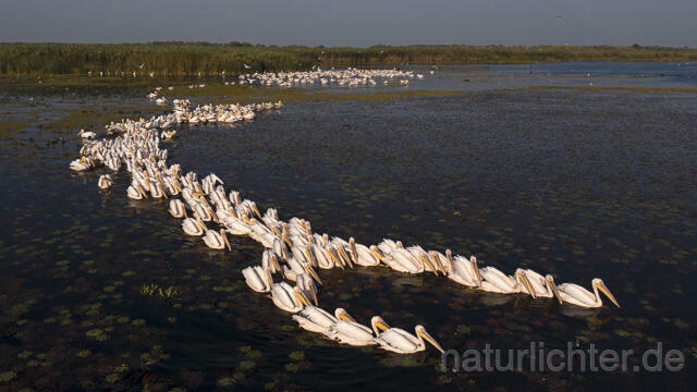 R14230 Rosapelikane beim Fischen, Donaudelta, Luftaufnahme, Great White Pelican fishing, Danube Delta, Aerial photo - Christoph Robiller